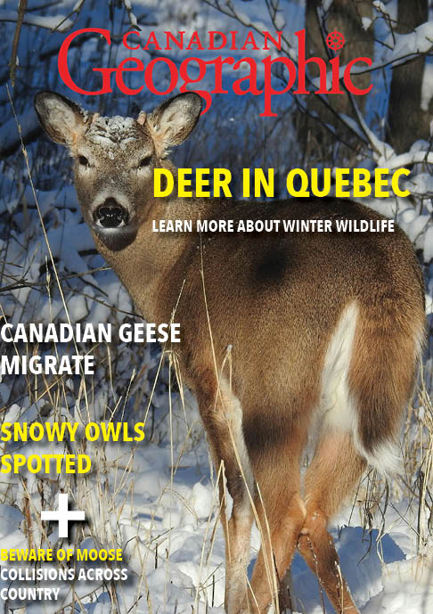 Magazine cover featuring a deer